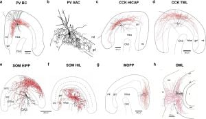 Ovoid Neurons Uncover Distinct Processes For Object Memory