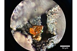 Antarktika’da Bulunan İlk Kehribar, 90 Milyon Yıl Önceki Orman Ekosistemlerine Işık Tutuyor.