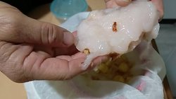 Sirke anaları tek hücrelilikten çok hücreliliğe geçişe bir örnek midir?