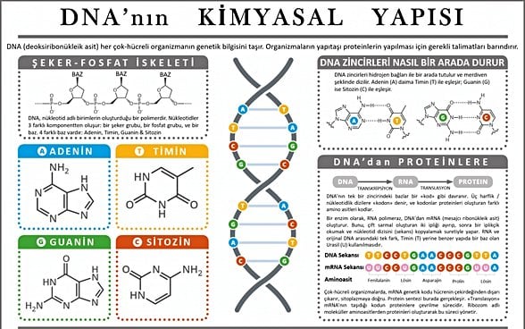 DNA'nın Kimyasal Yapısı