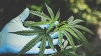 Trump open to reclassifying marijuana as a less dangerous drug