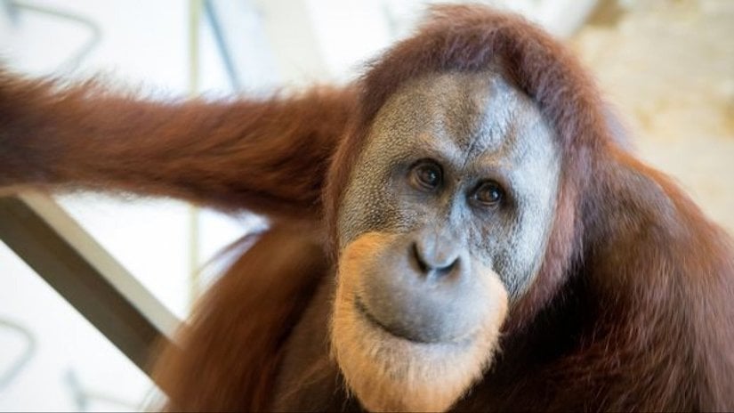 Orangutan Rocky, İnsanlara Özgü Homurdanmalar Yoluyla İnsanlarla "Konuşabiliyor"!
