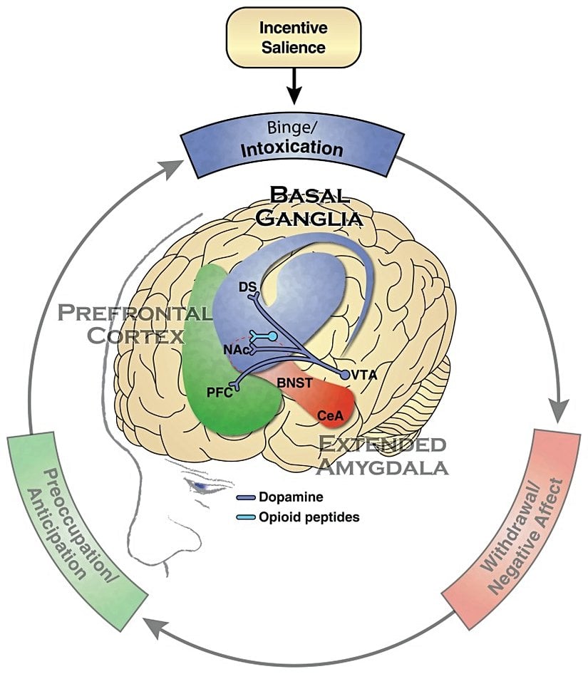 Bağımlılığın Binge/Intoksikasyon aşamasıyla ilişkili nöroadaptasyonlarda bulunan başlıca nörotransmitter sistemleri. Mavi, Binge/Intoksikasyon aşamasında yer alan bazal gangliyonları temsil eder. Kırmızı, Yoksunluk/Olumsuz Etki aşamasında yer alan amigdalayı temsil eder. Yeşil, Zihinsel Meşguliyet/Beklenti aşamasında yer alan prefrontal korteksi temsil eder.    PFC prefrontal korteks, DS dorsal striatum, NAc nükleus akumbens, BNST stria terminalinin yatak çekirdeği, CeA amigdalanın merkezi çekirdeği, VTA ventral tegmental alanı ifade eder.