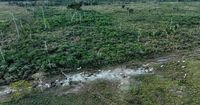 Interpol announces a new global fight against illegal deforestation