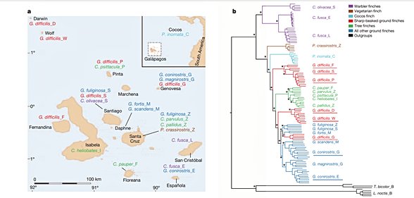 Sample locations and phylogeny of Darwin’s finches