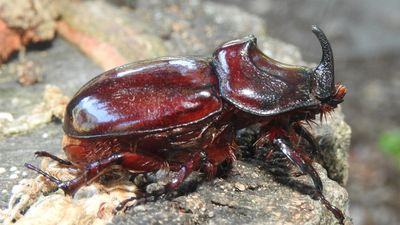 Gergedan böceği (Oryctes nasicornis)