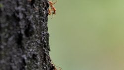 Karıncalar Gerçekten “Tarım Yapan” Canlılar Mı? Doğanın Gizli Çiftçileri