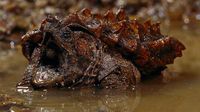 Kellinghusen: Kanalarbeiter entdecken riesige gefährliche Schildkröte - WELT