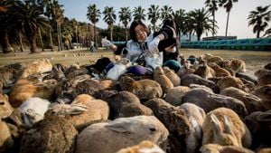 Mysterious Rabbit Deaths Prompt Investigation On Okunoshima