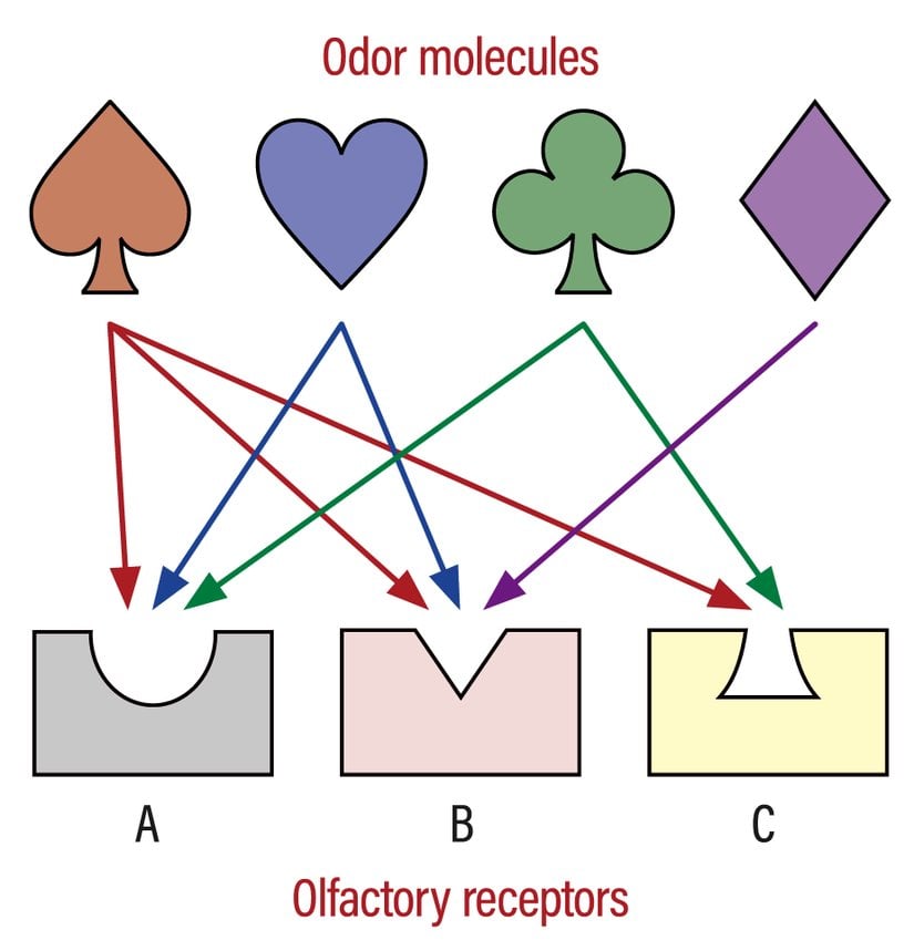 Birden fazla molekül, her reseptöre farklı kısımları ile bağlanabiliyor.