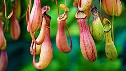 Etobur Bitkilerin Anatomik Özellikleri Nedir? Türleri ve Yaşam Koşulları Nelerdir?