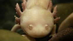 AXOLOTL'LARIN REJENERASYON GENLERİNİ İNSANLARA AKRATMAK