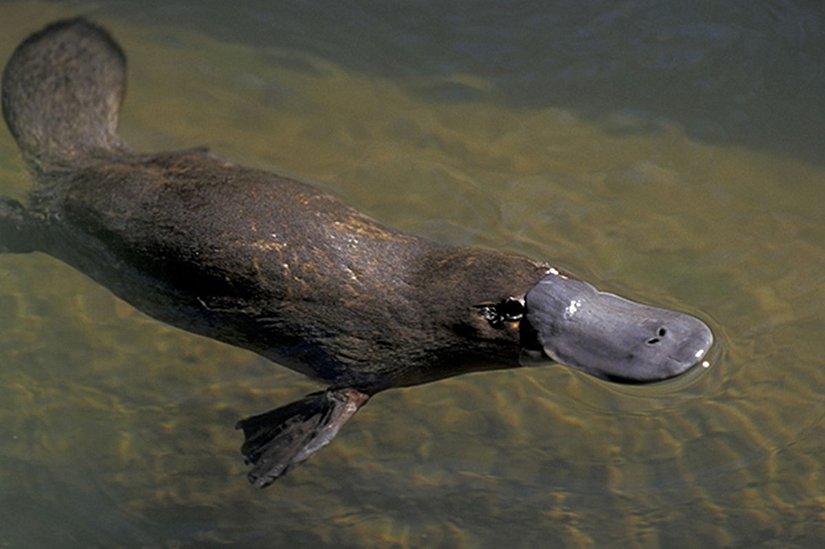 Ornitorenk (Platypus)