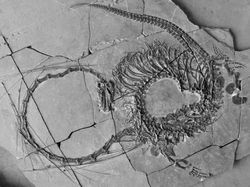 Paleontologlar, Uzun Boyunlu Su Sürüngeninin Eksiksiz Tasvirini Yapmayı Başardı!