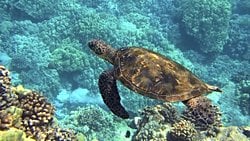 Mevsimlerin Ritmi: Fenoloji Nedir? Fenolojik Değişimler Deniz Kaplumbağalarının Üreme Biyolojilerini Nasıl Etkiliyor?