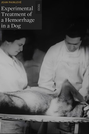 Traitement expérimental d'une hémorragie chez le chien