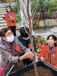 香り放つ桜「春めき」植樹　とっとり花回廊 | 山陰中央新報デジタル