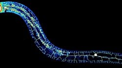 Lamarck Haklı Mıydı? Sonradan Kazanılan Özellikler Küçük RNA'larla Kalıtılabilir!