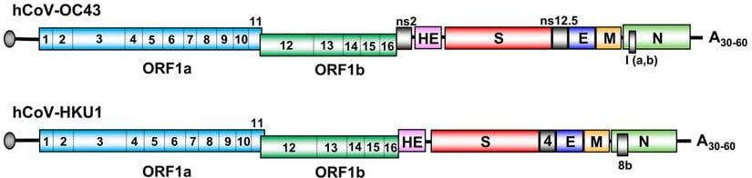İnsanlara Bulaşan iki Embecovirusun (OC43 ve HKU1) Genom Karşılaştırması