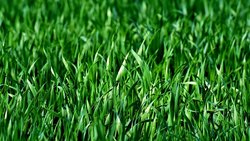 Kara Bitkileri Varlığını İki Yosun Türüne Borçlu!