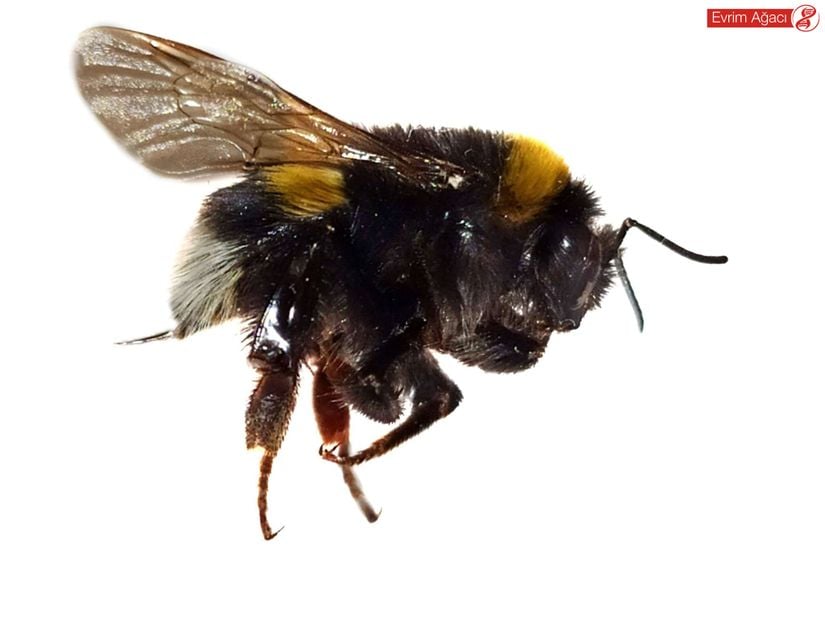 Kırklareli/Dereköy'de gözlemlediğimiz Bombus terrestris türü.