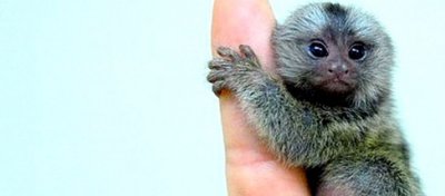 Pigme Marmoset