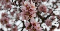 Equinoccio de primavera 2025: ¿en qué consiste?