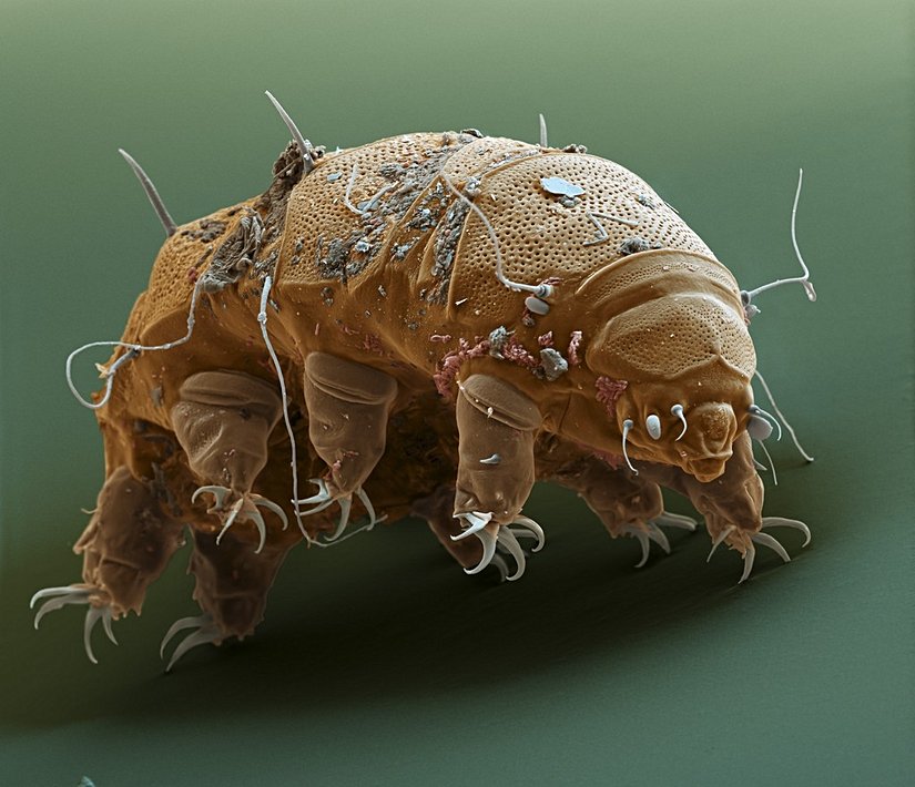 Tardigrad (Su Ayısı)