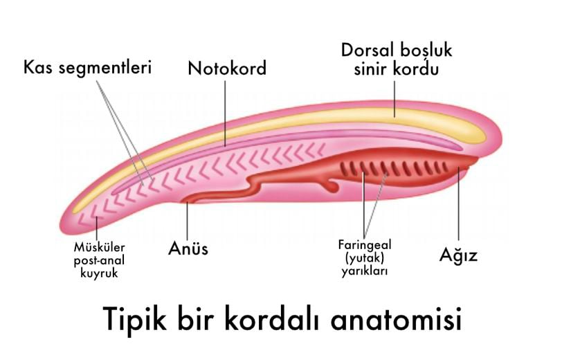 Tipik bir kordalı anatomisi.