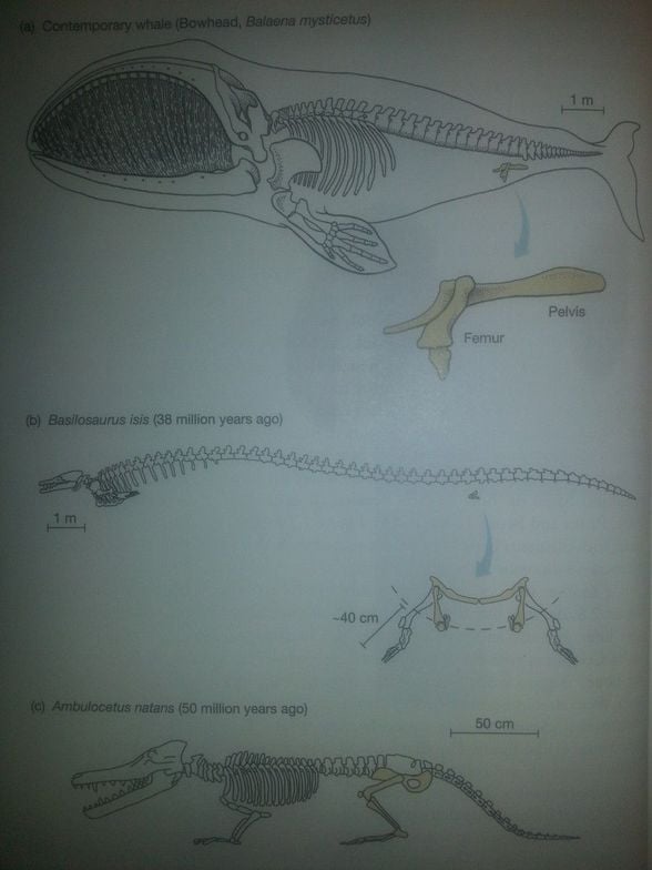 J. C. Herron, et al. (2013). Evolutionary Analysis. ISBN: 978-0321616678. Yayınevi: Pearson.