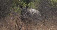 South Africa marks World Rhino Day as poaching slows but one still killed daily