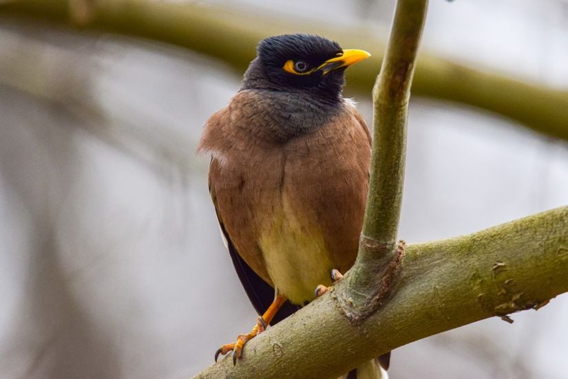 Çiğdeci (Acridotheres tristis), yetişkin birey.