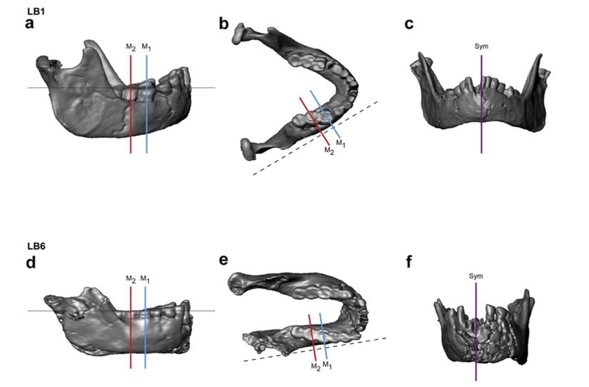 Homo flores’e ait mandibulaların BT ile elde edilen 3D modelleri