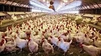 Bird flu returns following a brief summer lull