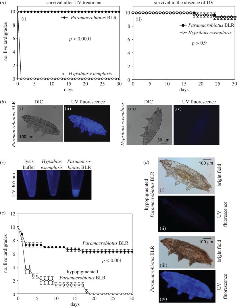 Paramacrobiotus BLR suşu, UV radyasyonuna tolerans gösterir ve UV ışığı altında floresan sergiler. (a) (i) 15 dakika süreyle UV radyasyonuna maruz kaldıktan sonra Paramacrobiotus BLR suşunun hayatta kalması. Karşılaştırmak için Hypsibius exemplaris türü kullanıldı. (ii) UV radyasyonu yokluğunda karşılaştırılabilir hayatta kalmaları. (b) Paramacrobiotus BLR suşu ve H. exemplaris'in floresan mikroskop görüntüleri aynı mikroskop ayarları altında alınmıştır. (c) Paramacrobiotus BLR suşu ve H. exemplaris'in lizatlarının UV ışığı altında floresan görüntüleri. (d) Pigmentli olanlara kıyasla UV ışığı altında azalmış floresan gösteren hipopigmente Paramacrobiotus BLR suşu görüntüleri. Görüntüler özdeş mikroskop ayarları altında alındı. (e) 1 saat süreyle UV radyasyonuna maruz kaldıktan sonra hipopigmente Paramacrobiotus BLR suşunun hayatta kalması.