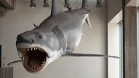 Steven Spielberg reflects on 'Jaws' at 50: The shark, the nightmares and a new exhibit