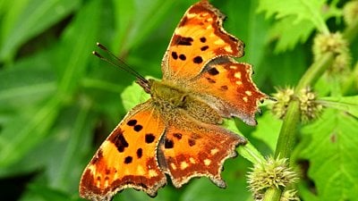 Yırtık Pırtık  (Polygonia c-album)