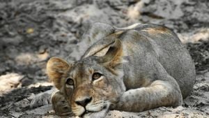 Sara The Lion Cub Finds Safety After Escape From Lebanon