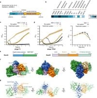 Bacterial Hachiman complex executes DNA cleavage for antiphage defense - Nature Communications