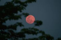 Luna llena abril 2025 horóscopo: ¿Cómo te afectará la luna rosa dependiendo tu signo zodiacal?