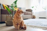 Cat Food Recalled Due to Possible Bird Flu Contamination