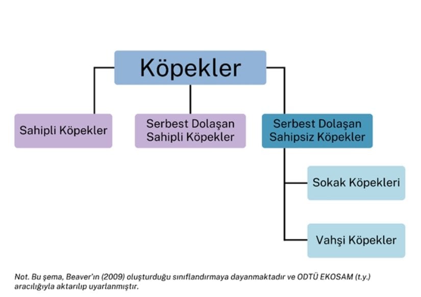 Şekil 1: Köpeklerin Sınıflandırılması