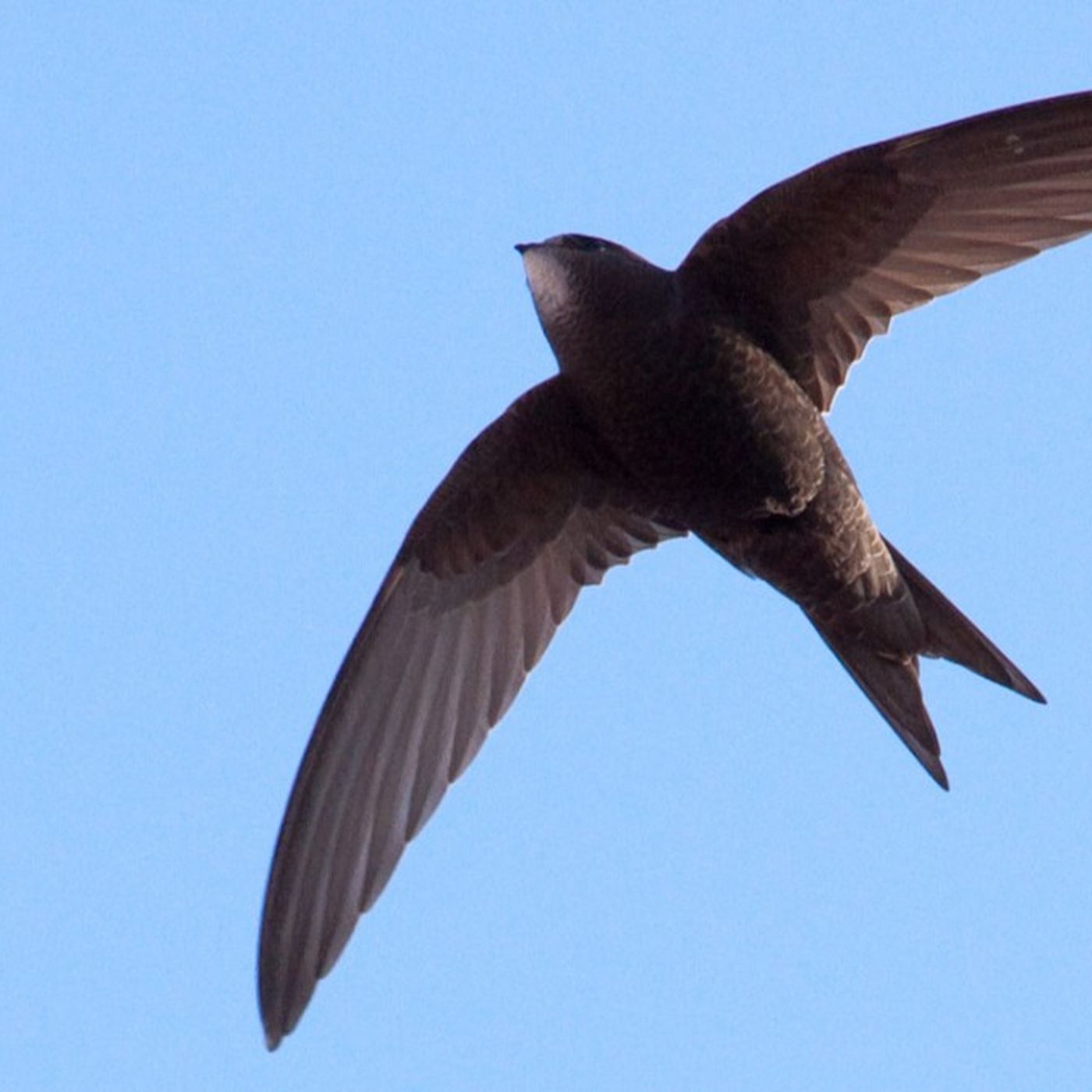 Ebabil Kuşu ve Uçuşu: Uçamayan Bir Ebabil Kuşu Bulursanız Ne Yapmalısınız?