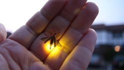 LAMPYRİS NOCTİLUCA