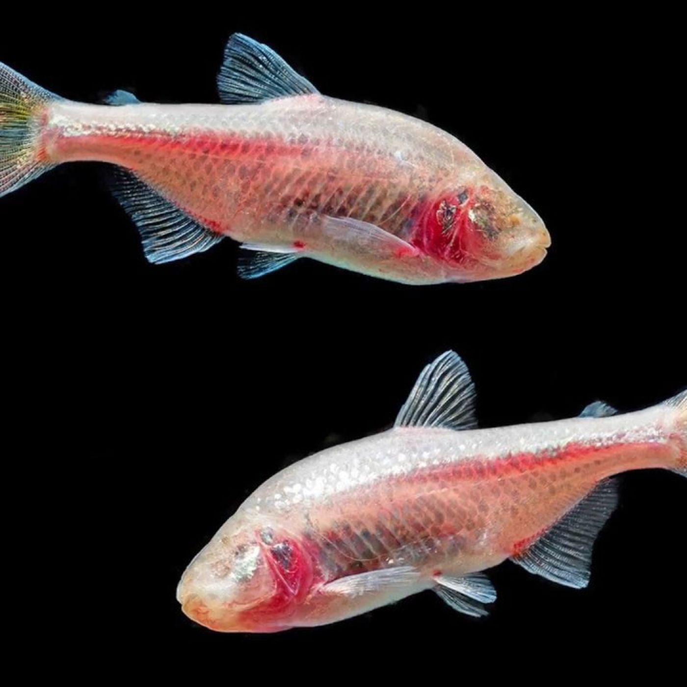 Meksika Tetrasının Gözleri: Evrimde Ara Geçiş Türlerine Harika Bir Örnek!