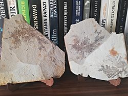 Resimdeki fosil hangi bitkiye ait?