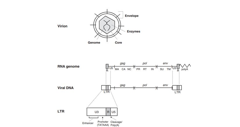 Retrovirüslerin yapısı