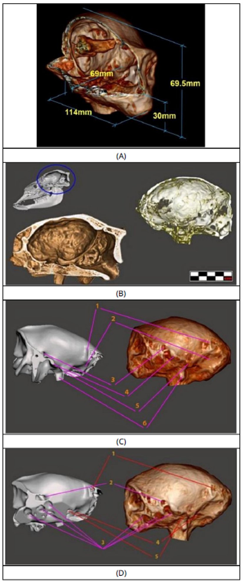 Şekil 2. (a) Josephina'nın kafasının temel boyutları; (b) Bir lama  kafatasının (solda) sagital kesiti, şekil olarak Josephina'nın kafatasına  (sağda) benzemektedir; (c) Josephina'nın kafatasıyla karşılaştırıldığında  lama kafatasının yandan görünümü. Benzer görünen altı harici özellik  işaretlenmiştir; (d) Lama beyin kılıfından materyalin daha fazla  çıkarılması, daha fazla benzerliğe işaret eder.