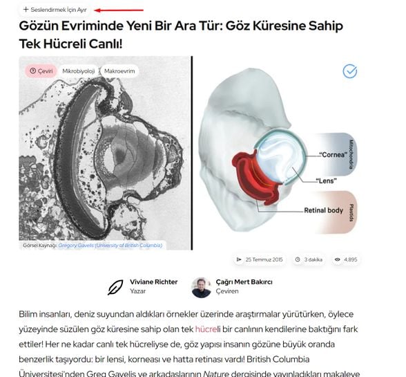 Yazıların tepesindeki bu tuşu kullanarak seslendirmek istediğiniz yazıları ayırabilirsiniz.