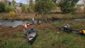 First Evidence Of Wild Salmon In Putah Creek Restored